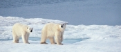 Silversea Cruises to the Arctic